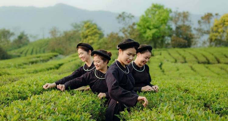 Four women in traditional attire picking tea leaves.