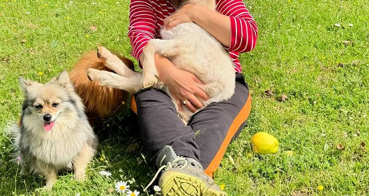 Personne assise sur l'herbe avec deux petits chiens.