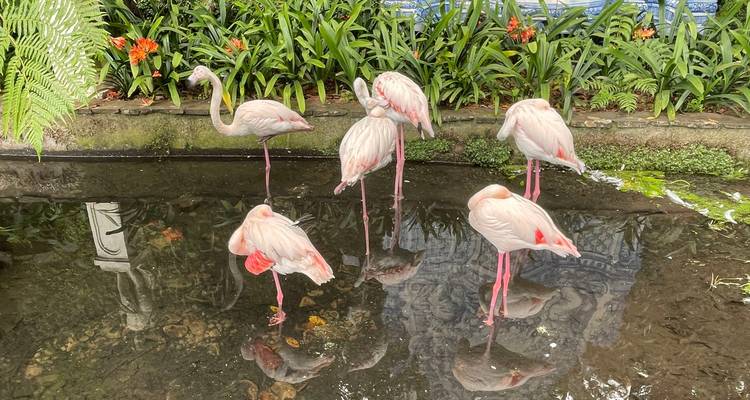 Des flamants roses debout dans un étang entouré d'une végétation luxuriante.