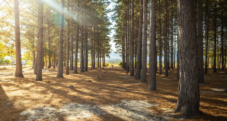 Zonbeschenen bos dat patronen creëert met schaduwen en licht.