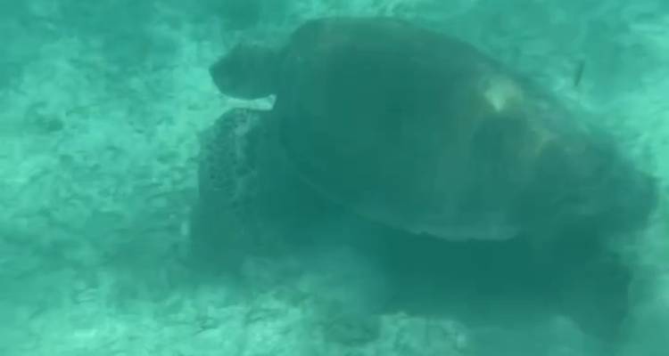 Photo sous-marine d'une tortue floue.