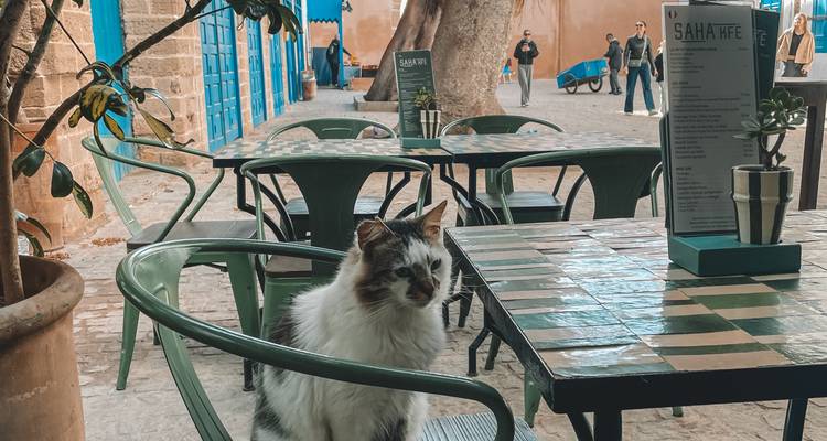 Chat assis sur une chaise dans un café en terrasse.