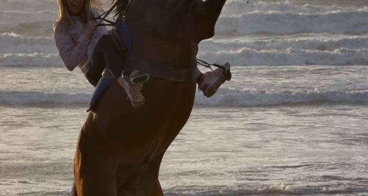 Personne chevauchant un cheval qui se cabre sur la plage.