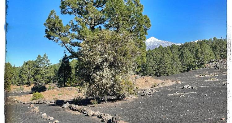 Sentier à travers un terrain volcanique avec un grand arbre.