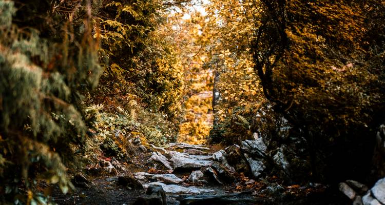 Un sentier forestier pittoresque aux couleurs d'automne éclatantes.