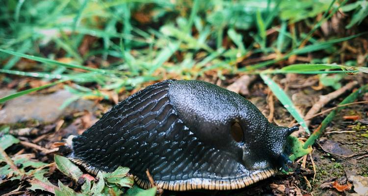 Gros plan d'une limace sombre sur l'herbe.