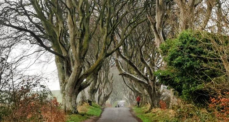 Une route pittoresque bordée de vieux arbres entrelacés avec des gens qui marchent.
