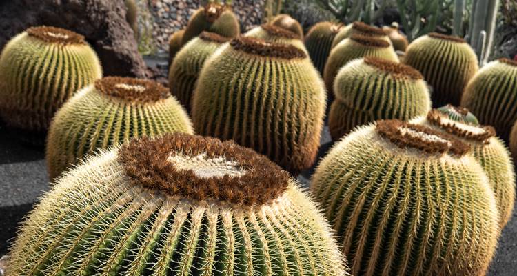 Groupe de cactus ronds dans un cadre de jardin.