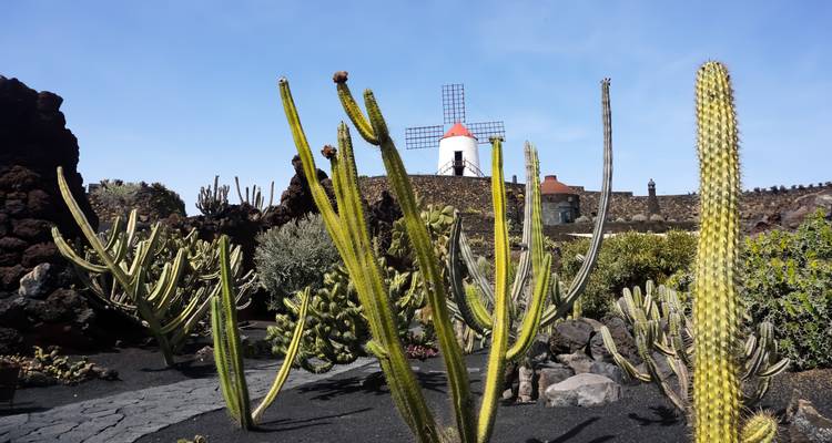 Jardin avec de grands cactus et un moulin à vent au loin.