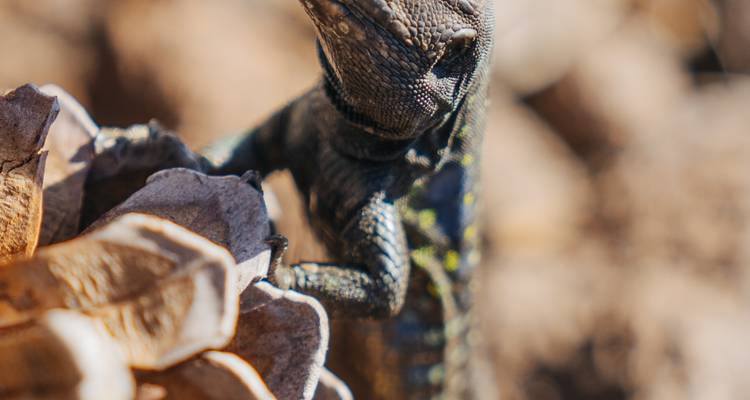 Gros plan d'un lézard sur un morceau de bois.