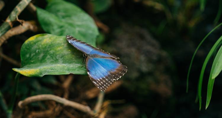 Papillon bleu perché sur une feuille verte.