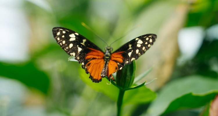 Papillon orange et noir sur une plante.
