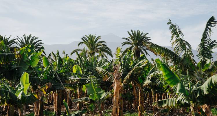 Plantation de bananes avec des palmiers et des montagnes en arrière-plan.