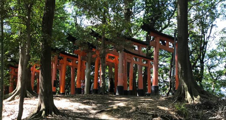 Traditional torii gates in a forest setting.