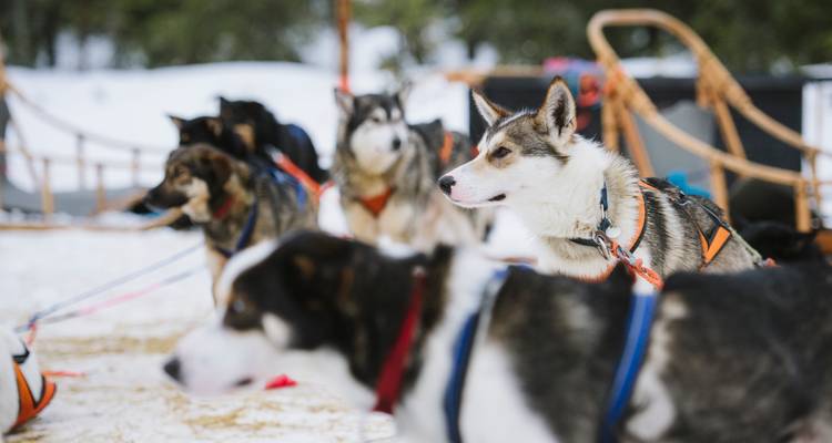 Group of sled dogs with harnesses in a snowy, outdoor environment.