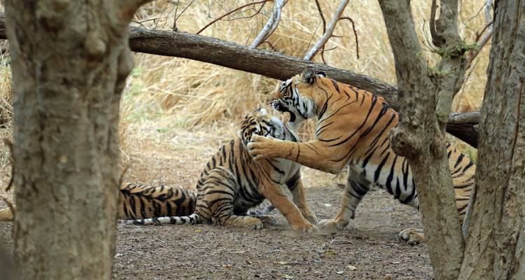 Deux tigres interagissant de manière ludique dans une forêt.