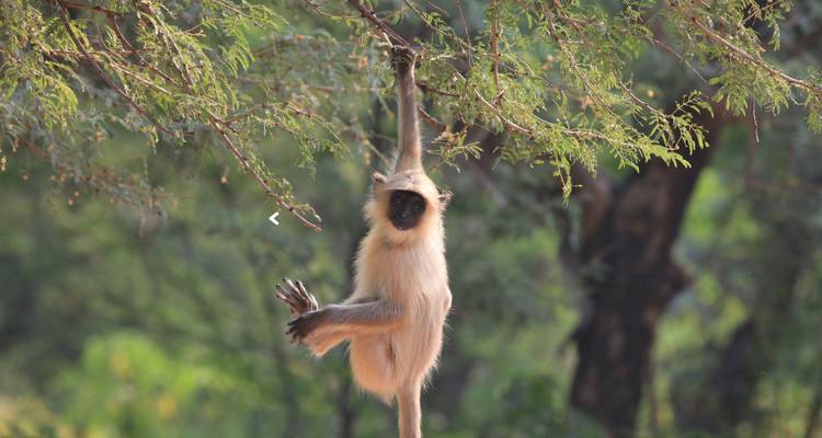 Singe suspendu à une branche d'arbre dans une forêt.