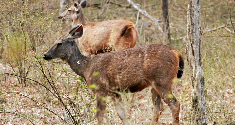 Deux cerfs broutent dans une zone forestière sèche.