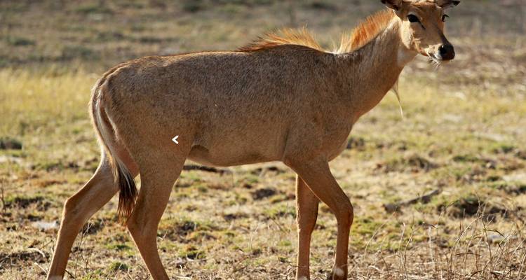 Gros plan d'un cerf sauvage dans un champ d'herbe sèche.