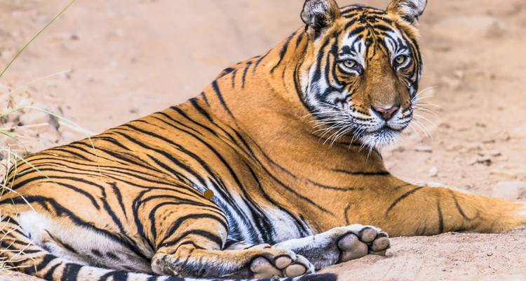 Un tigre majestueux se reposant sur un sol sablonneux.