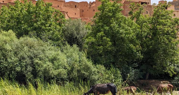 Esel grast in der Nähe von grünen Büschen mit Lehmziegelbauten im Hintergrund.