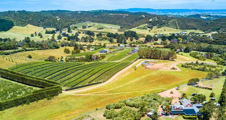 Vue aérienne d'un paysage de vignoble par une journée ensoleillée