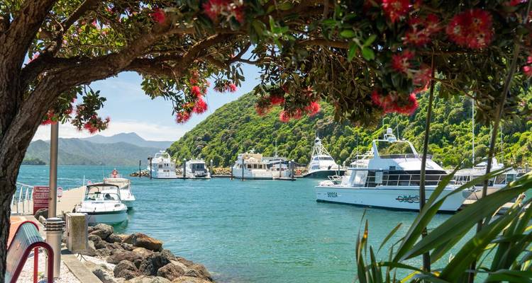 Malerischer Jachthafen mit Jachten, die unter blühenden Pohutukawa-Ästen vor üppigen grünen Hügeln vertäut liegen.