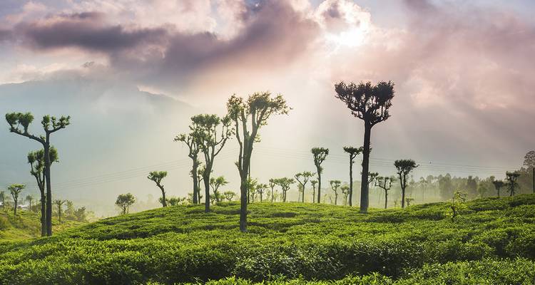 A misty morning view over tea plantations in Sri Lanka.
