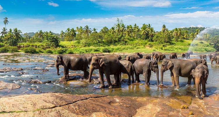 Elephants bathing in a river with a lush green forest in the background.
