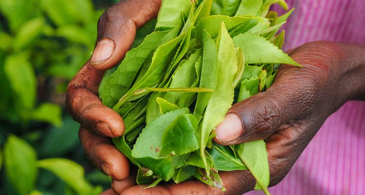 A close-up of hands holding fresh green tea leaves.