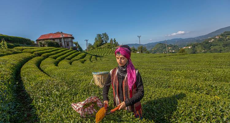 Une femme en tenue traditionnelle récoltant des feuilles de thé dans un champ verdoyant avec une maison en arrière-plan.