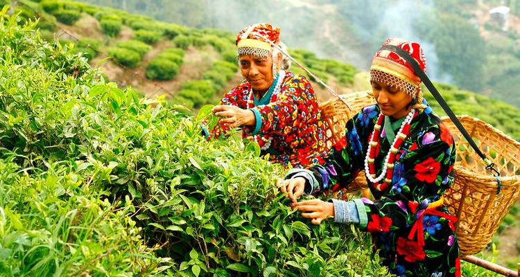 Des personnes récoltant le thé en tenue traditionnelle.