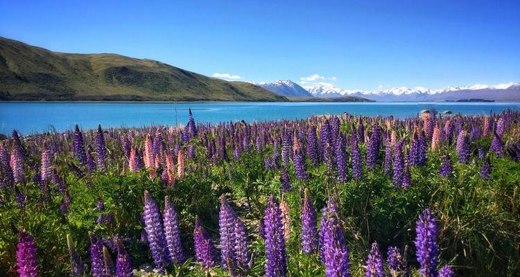 Champ de lupins avec montagnes et lac en arrière-plan.