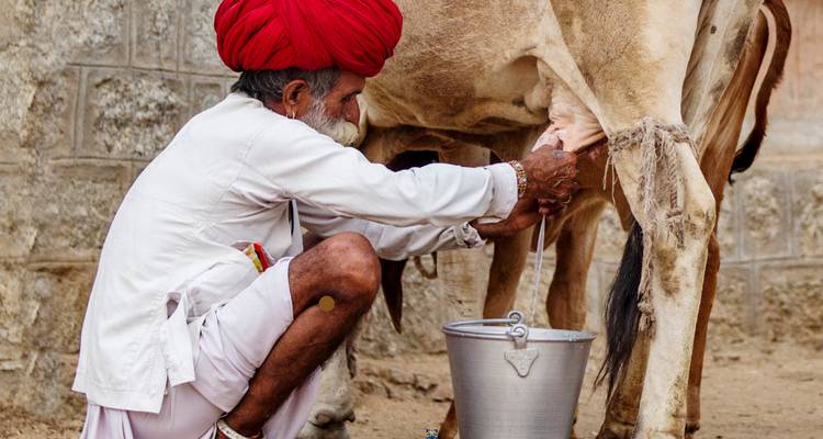 Man met een traditionele tulband die een koe melkt in een landelijke omgeving.