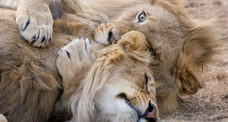 Des lions interagissant de manière ludique sur l'herbe sèche.