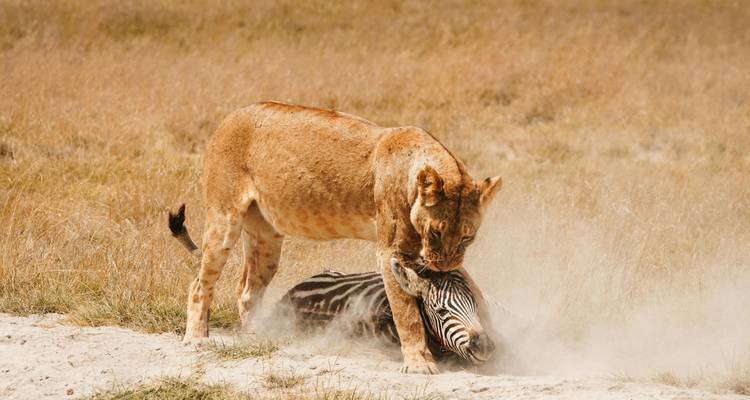Une lionne mordant un zèbre dans un paysage de savane poussiéreux.
