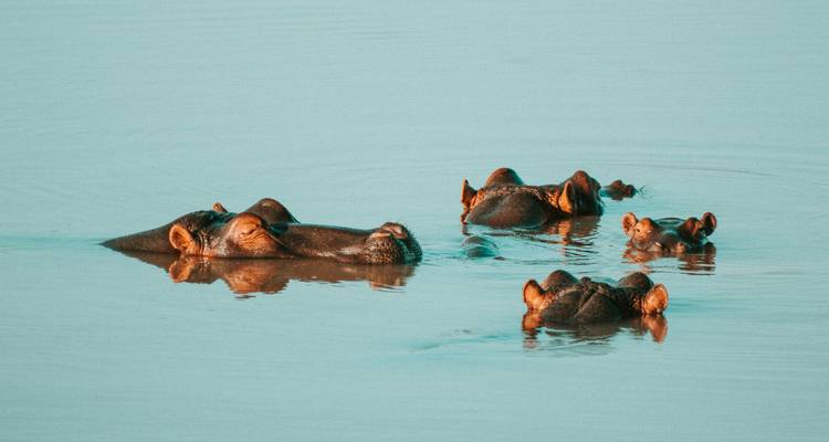 Groupe d'hippopotames à moitié immergés dans l'eau.