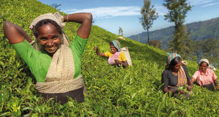 Gruppe von Frauen, die Teeblätter an einem Berghang ernten.