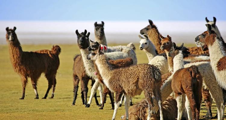 Groupe de lamas debout sur une plaine ouverte