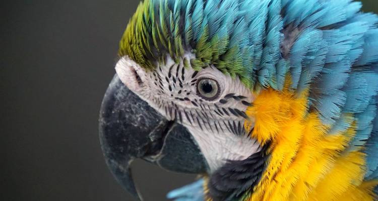 Gros plan d'un perroquet coloré aux plumes éclatantes