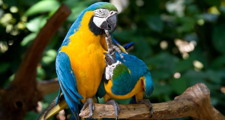 Deux perroquets colorés perchés sur une branche