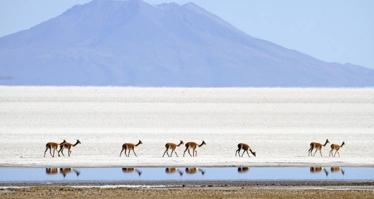 Animaux sauvages sur un désert de sel avec un paysage montagneux en arrière-plan