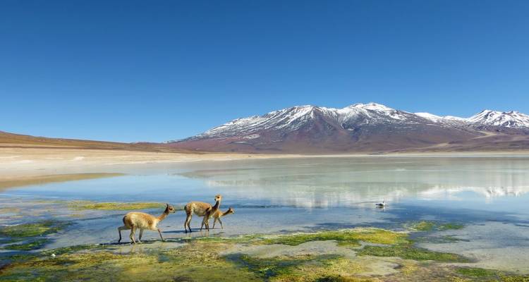 Animaux broutant près d'un lac réfléchissant avec des montagnes enneigées