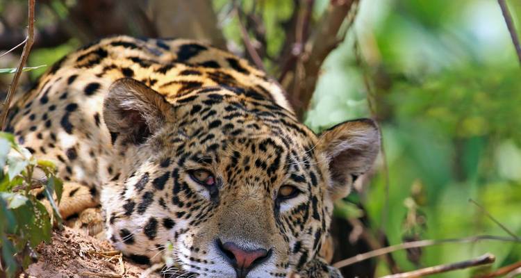 Jaguar se reposant dans la verdure