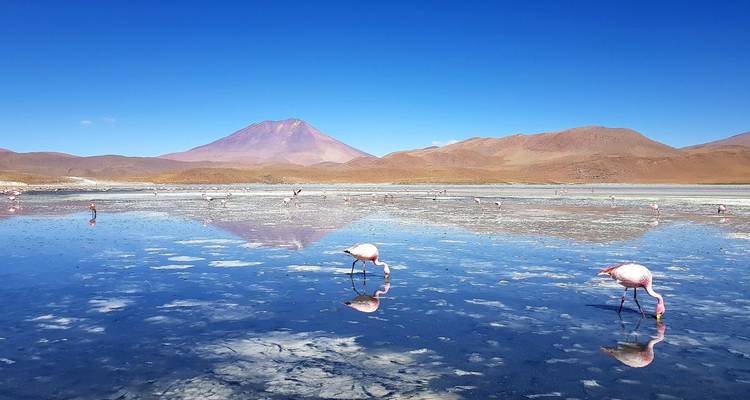 Flamants roses pataugeant dans un lac avec des montagnes en arrière-plan
