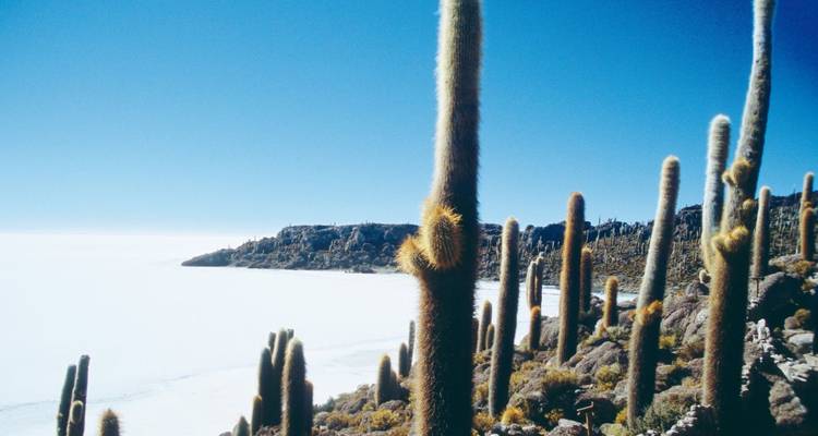 Grands cactus se dressant sur une île rocheuse dans un désert de sel