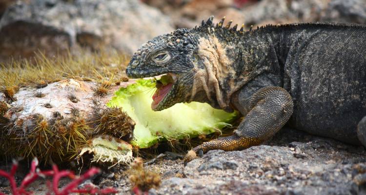 Un primer plano de una iguana comiendo un cactus en terreno rocoso.