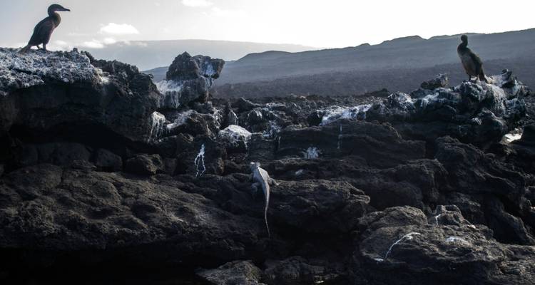 Pájaros y una iguana sobre rocas volcánicas oscuras.