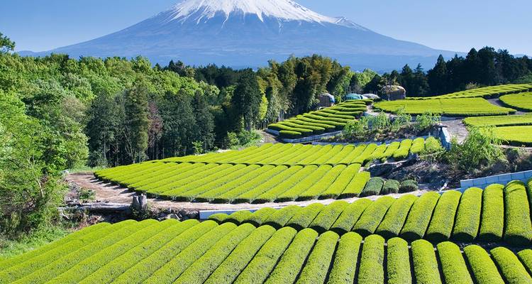 Champs de thé avec le mont Fuji en arrière-plan.