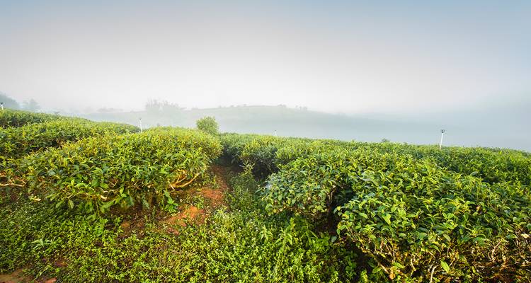 Plantation de thé avec le brouillard qui arrive.